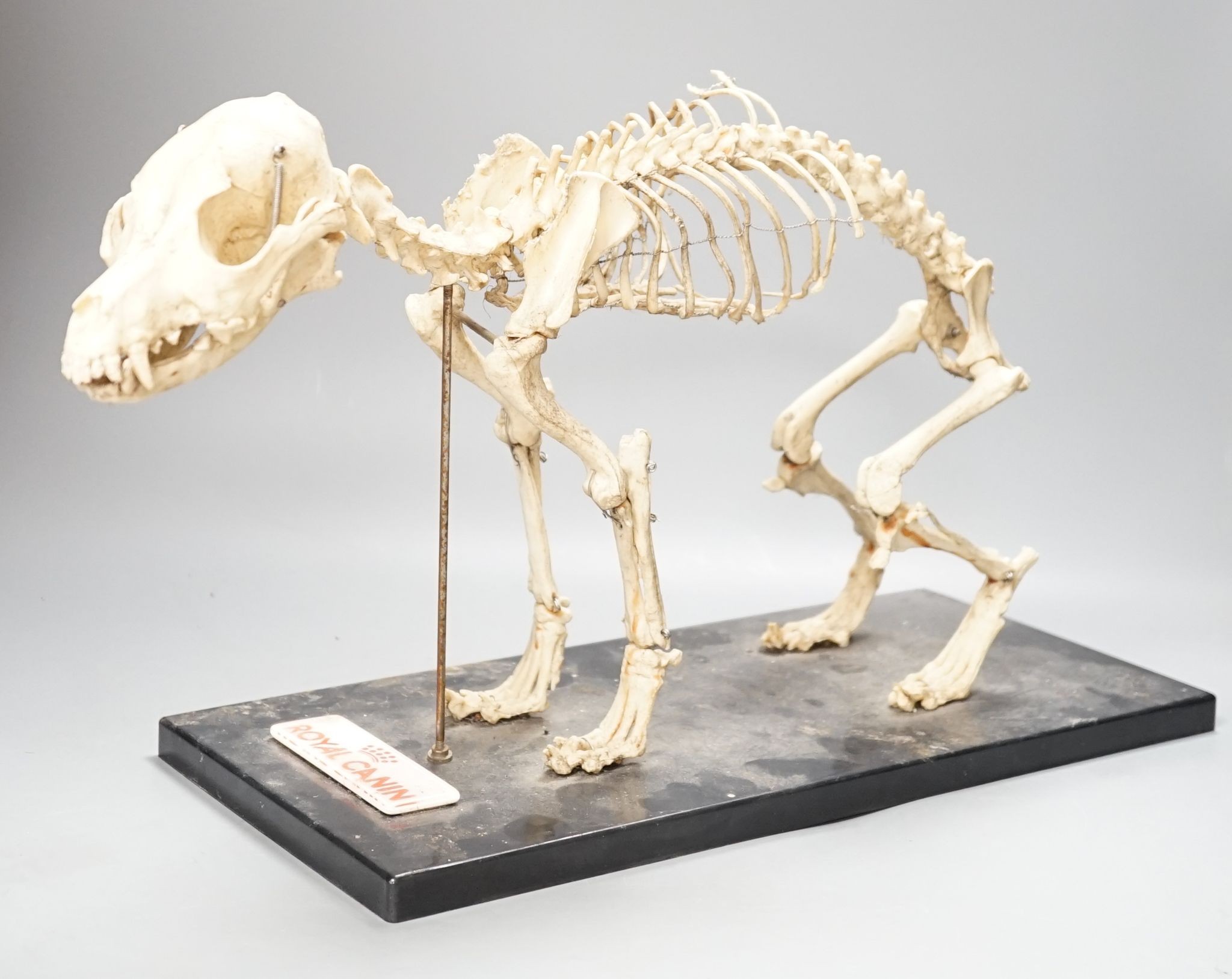 A veterinary skeleton dog demonstration display model, 50 cms wide.